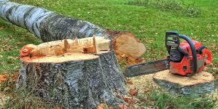 Best Storm Damage Tree Cleanup  in Whitley City, KY
