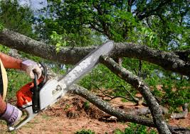 Best Utility Line Clearance  in Whitley City, KY