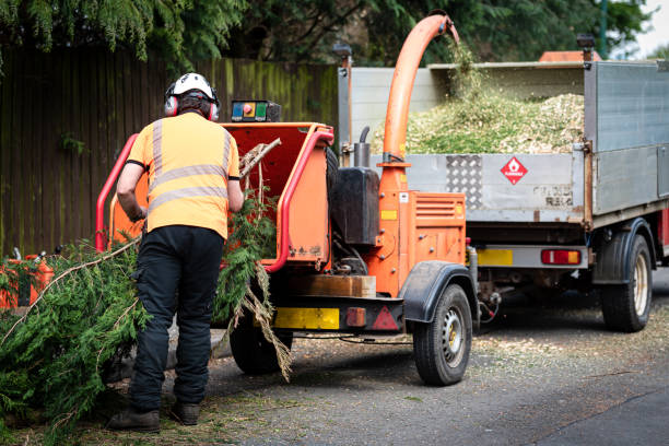 Best Tree Preservation Services  in Whitley City, KY