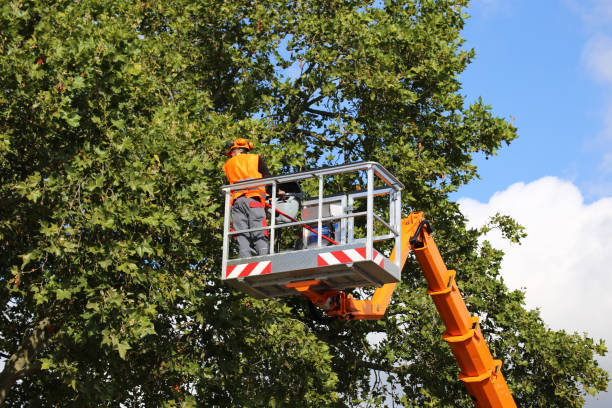 Best Aeration Services  in Whitley City, KY