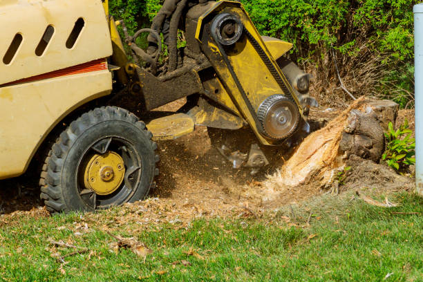 Best Tree Risk Assessment  in Whitley City, KY