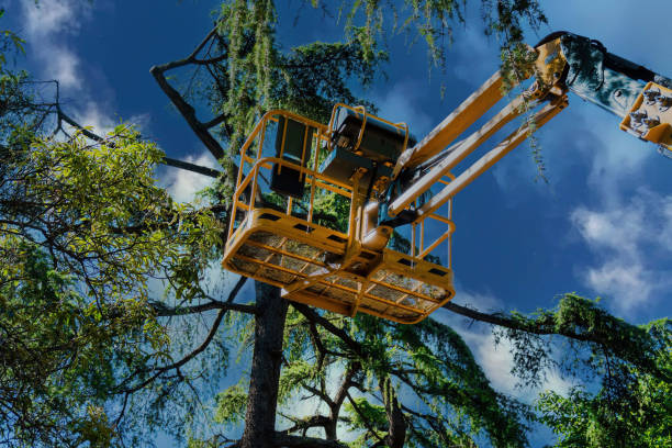Best Commercial Tree Services  in Whitley City, KY