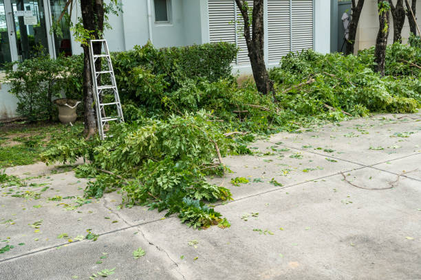 Best Tree Mulching  in Whitley City, KY