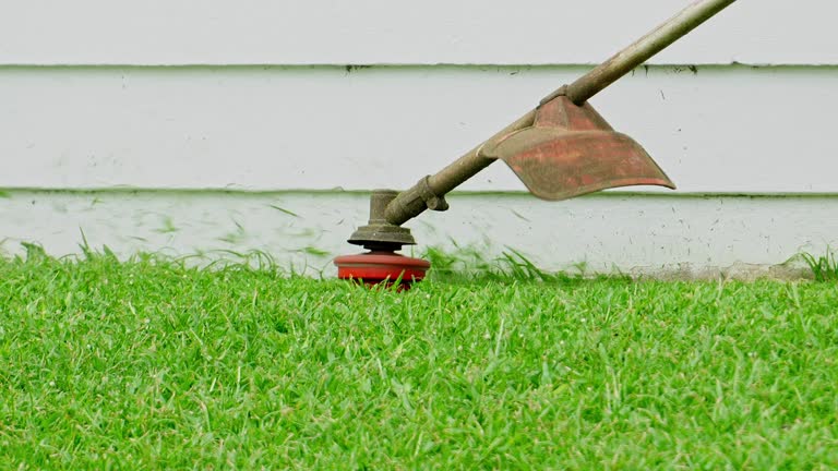 Professional Tree Services in Whitley City, KY