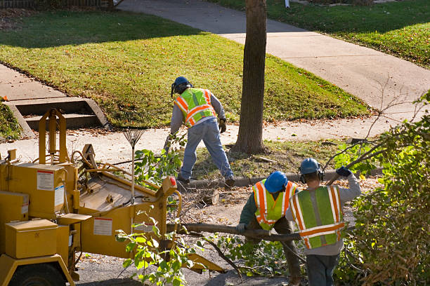 Best Root Management and Removal  in Whitley City, KY