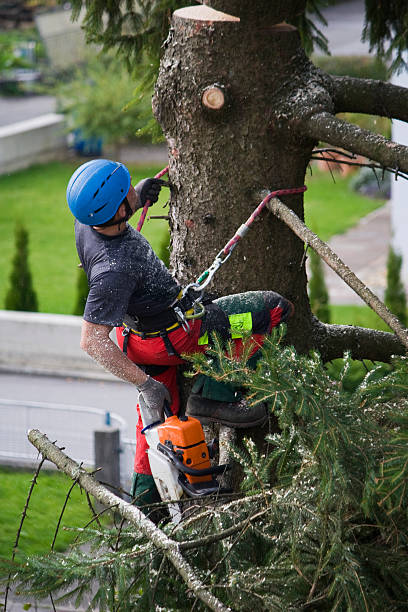 Best Fruit Tree Pruning  in Whitley City, KY