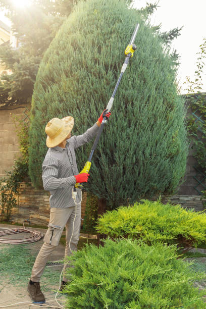 Best Emergency Tree Removal  in Whitley City, KY