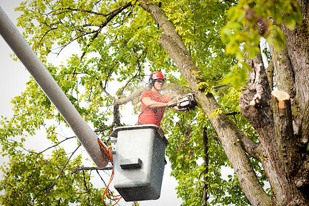Best Hazardous Tree Removal  in Whitley City, KY