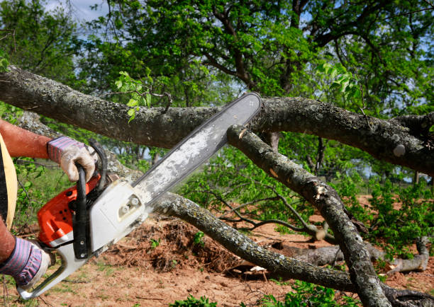  Whitley City, KY Tree Services Pros