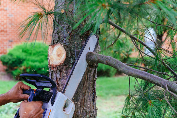 Best Tree Cabling and Bracing  in Whitley City, KY